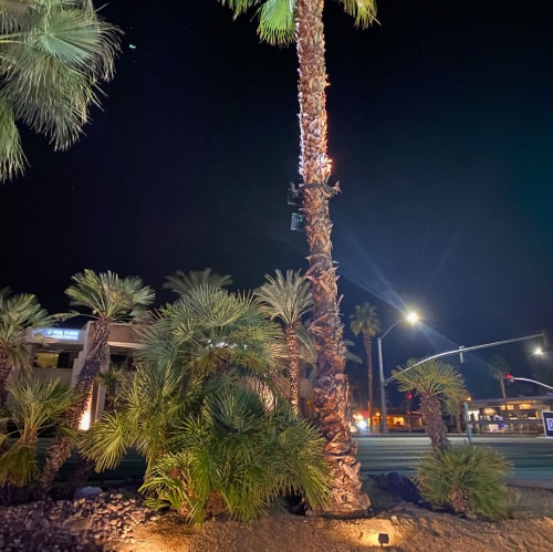 Palm Tree Lighting
